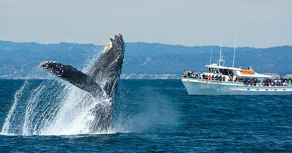 whale